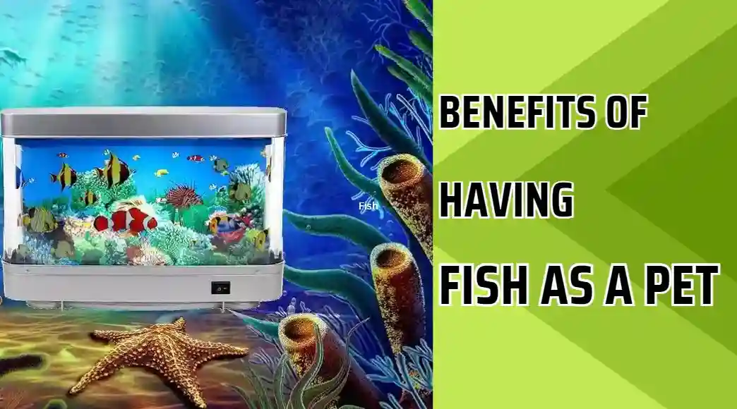 10-benefits-of-having-fish-as-a-pet-excellent-guide