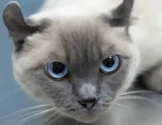 Caring for Your Grey Cat with Blue Eyes