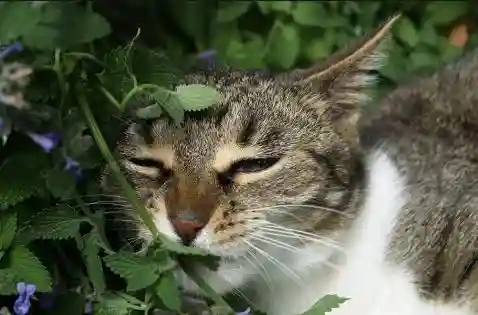catnip Safe Plants and Landscaping