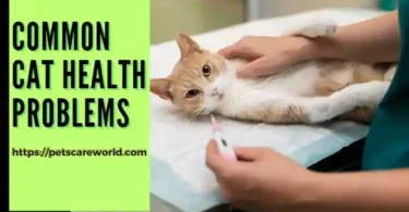 Common Cat Health Problems