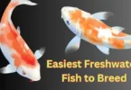 easiest-freshwater-fish-to-breed