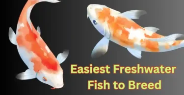 easiest-freshwater-fish-to-breed