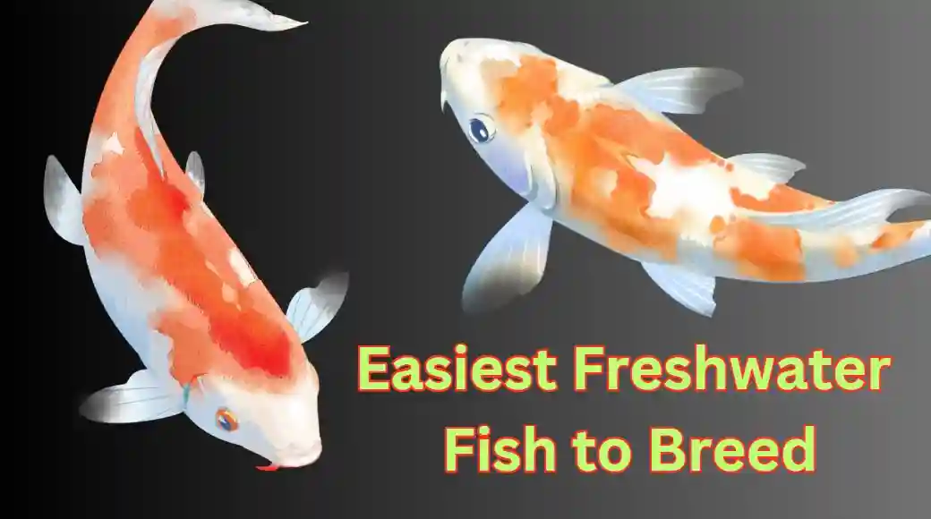 12 Easiest Freshwater Fish to Breed Ultimate Guide