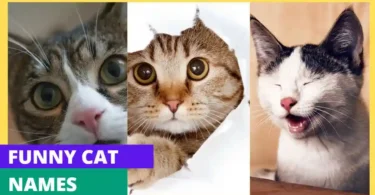 Funny Cat Names with Meaning