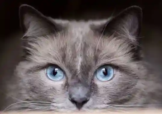 Grey Cats with Blue Eyes