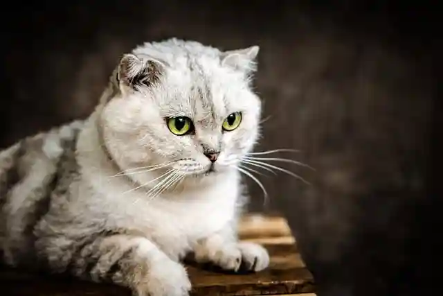 Scottish Fold Cat-Most aggressive cat breeds