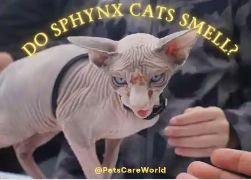 Do Sphynx cats smell