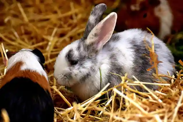 Compare Rabbit vs Guinea Pig as a Pet
