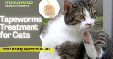 Tapeworms Treatment for Cats