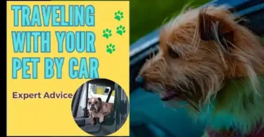 Tips for safe car travel with your pet