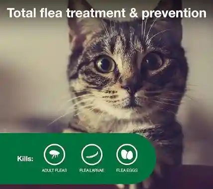 Topical Solutions Best Flea Treatment for Cats