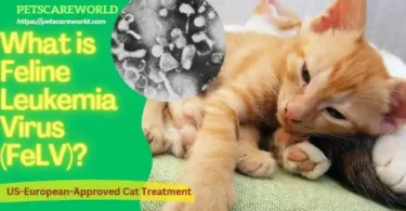 What is Feline Leukemia Virus (FeLV)