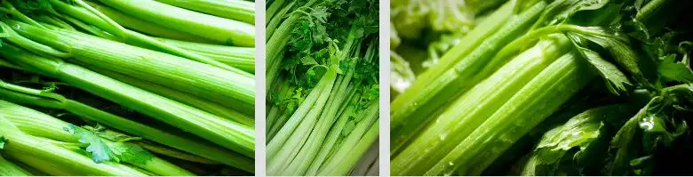 What is celery
