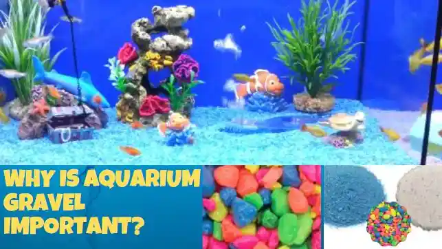View of Aquarium Gravel: Everything You Need to Know