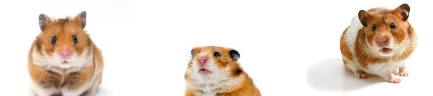 benefits of cheese for hamsters