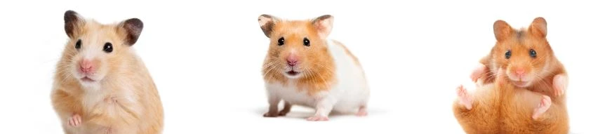 Can hamster eat cheese?
