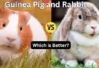 rabbit vs guinea pig which is better