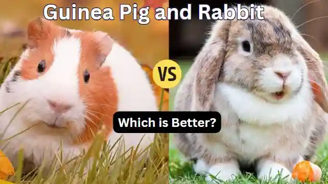 Rabbit vs Guinea Pig as a Pet: Which is Better?