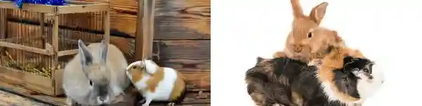 rabbit vs guinea pig