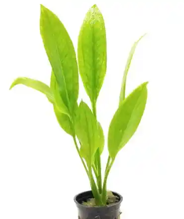Amazon Sword Plant best live plants for neon tetras