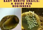 Baby Nerite Snails guide