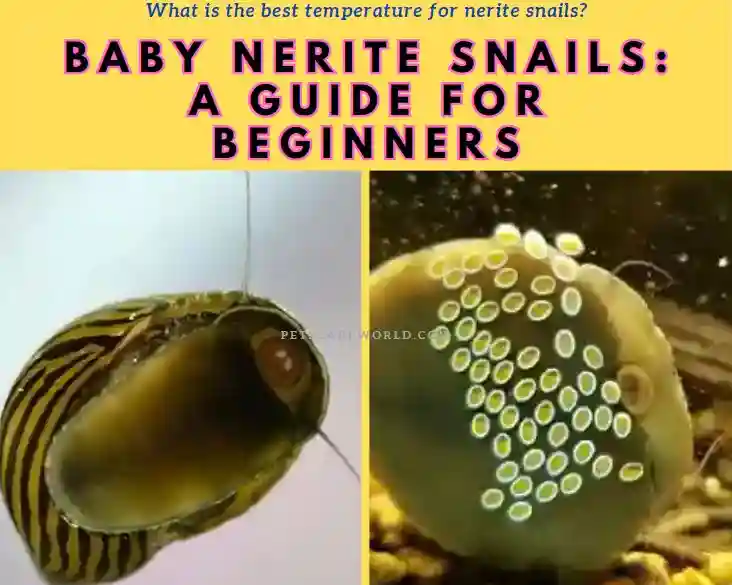 Baby Nerite Snails: A Guide for Beginners - Pets Care World