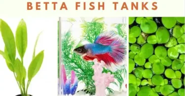 Best Plants for Betta Fish Tanks