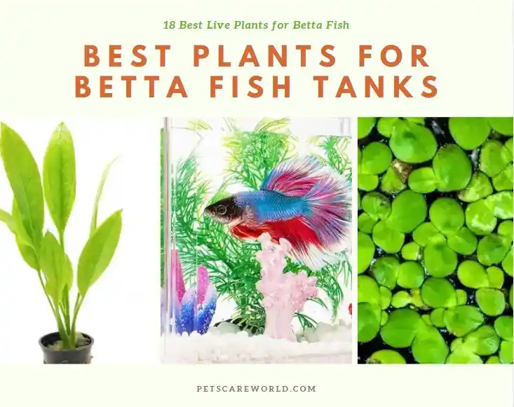 18 Best Plants for Betta Fish Tanks A Comprehensive Guide