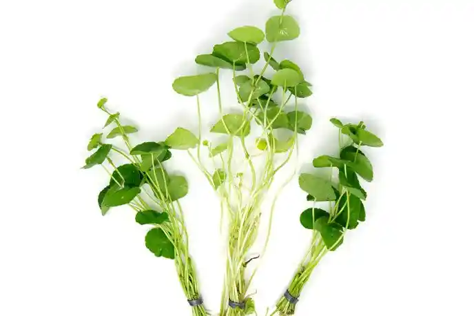 Brazilian Pennywort best live plants for neon tetras