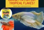 Can Betta Fish Eat Tropical Flakes