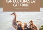 Can Ducklings Eat Cat Food