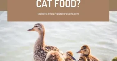 Can Ducklings Eat Cat Food
