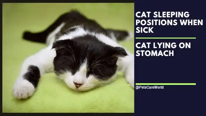 Cat Lying on Stomach