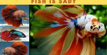 Depression in Betta Fish