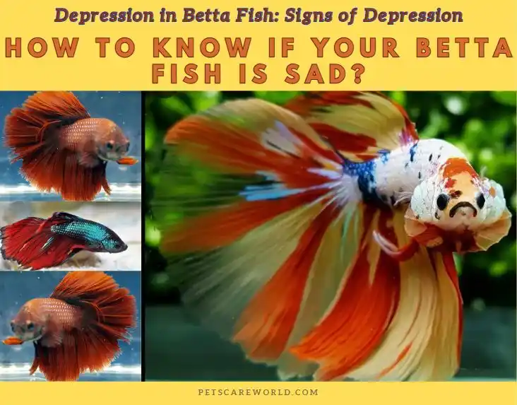 How to know if your betta fish is sad? Signs of Depression