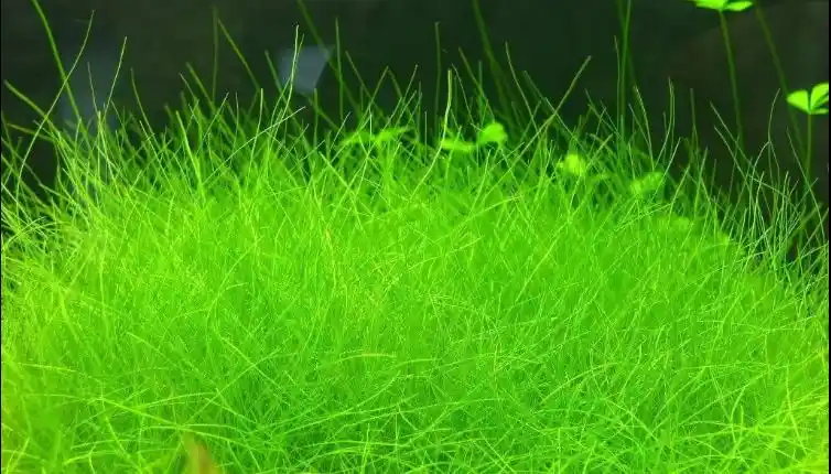 Dwarf Hairgrass 