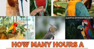 How Many Hours a Day Do Parrot Sleep