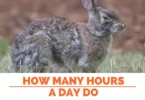 How Many Hours a Day Do Rabbits Sleep
