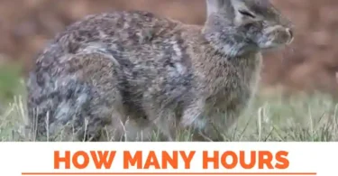 How Many Hours a Day Do Rabbits Sleep