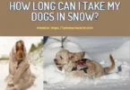 How long can i take dogs in snow
