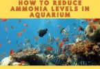 How to Reduce Ammonia Levels in Aquarium
