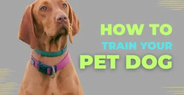 How to Train Your Pet Dog