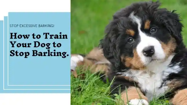 How to Train Your Pet Dog