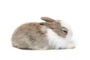 How to tell if your rabbit is sleeping