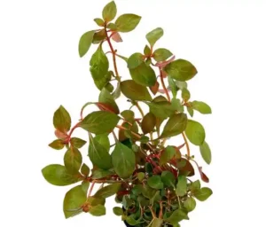 Ludwigia Plant