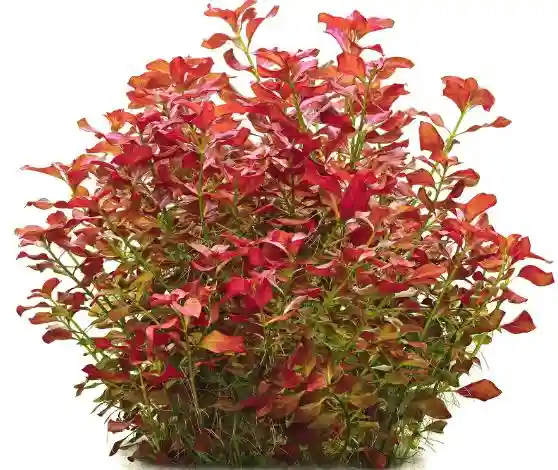 Ludwigia repens Best Plants for Neon Tetras