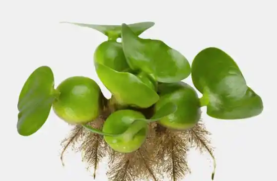 Water Hyacinth Floating Plant