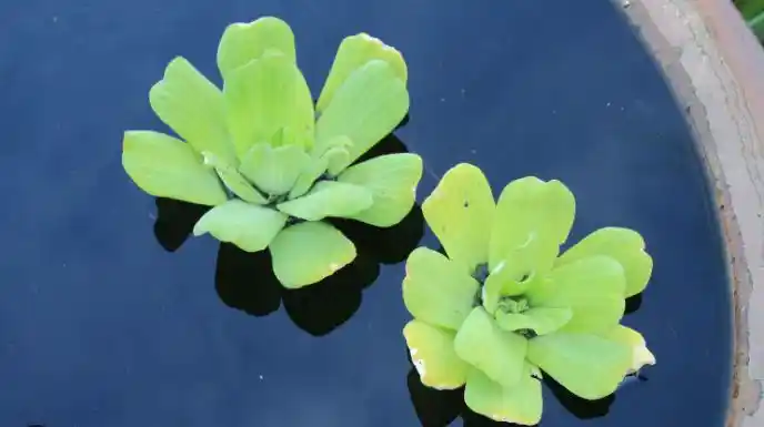 Water Lettuce Floating Plant