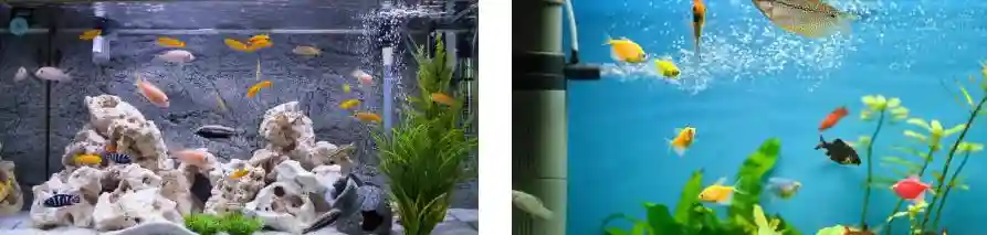 ammonia spike after a water change