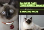 balinese cats